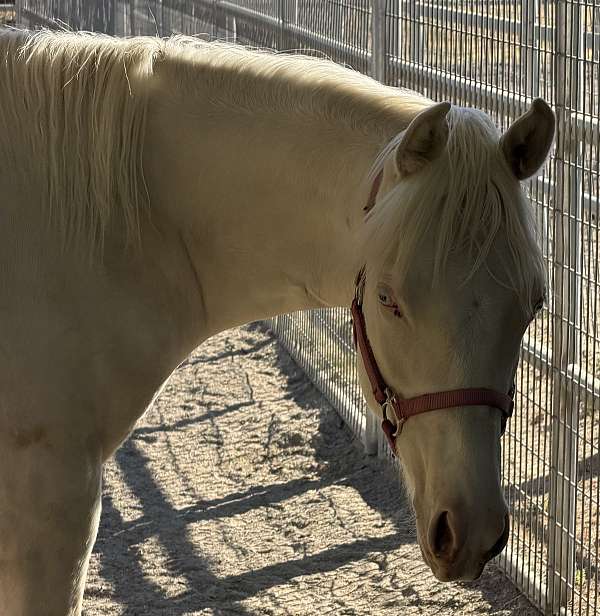 buckskin-pony-stallion