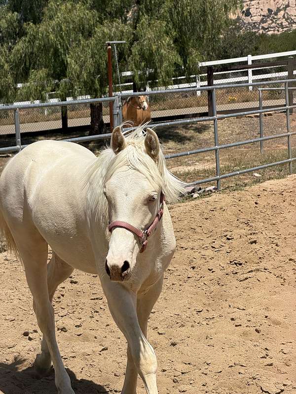 balanced-welsh-cob-pony