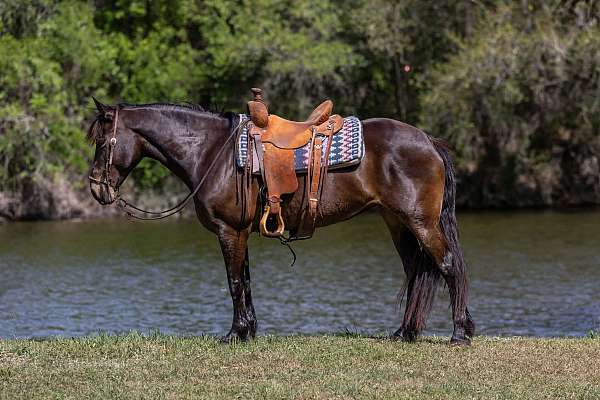 all-around-draft-horse