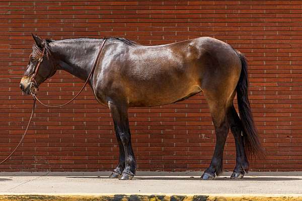 athletic-draft-horse
