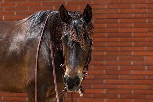driving-draft-horse