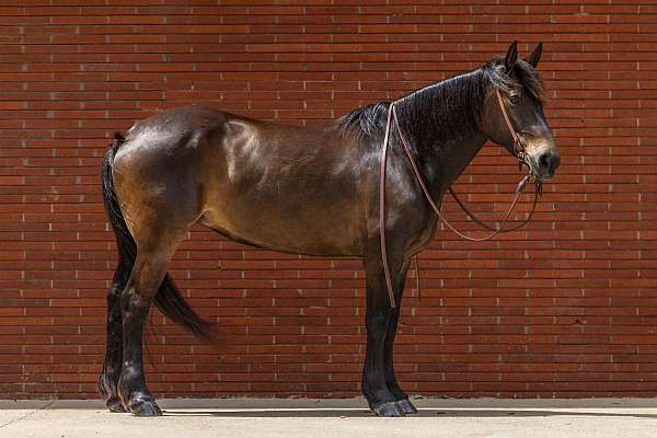 husband-safe-draft-horse