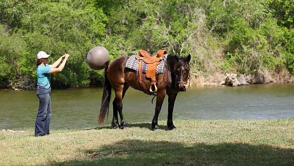 ranch-draft-horse