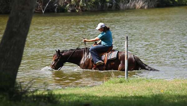 ridden-western-draft-horse