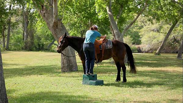 trail-draft-horse