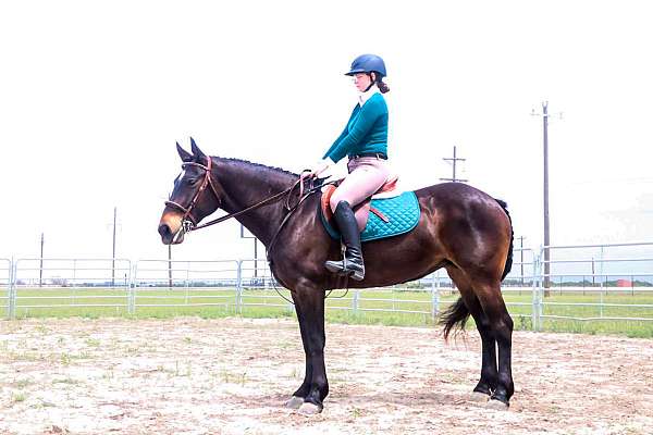trail-riding-draft-horse