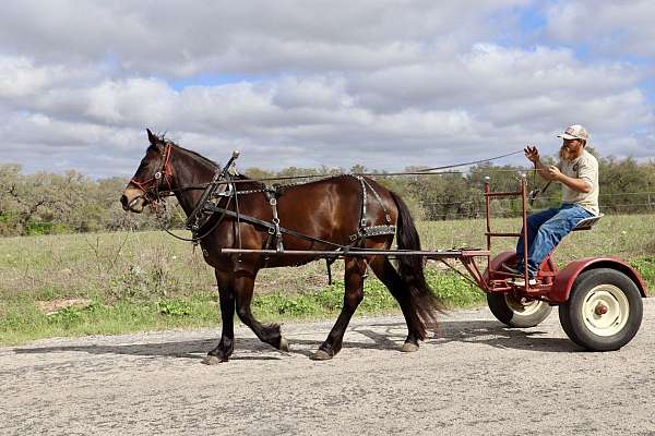 western-riding-draft-horse