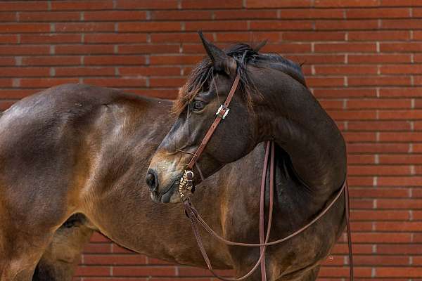 bay-all-around-horse