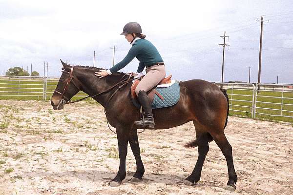 bay-draft-mare