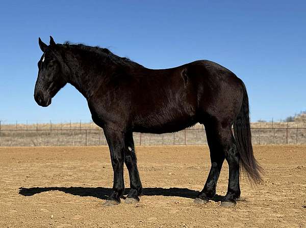 all-around-draft-horse