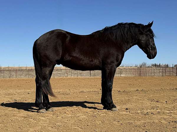 athletic-draft-horse