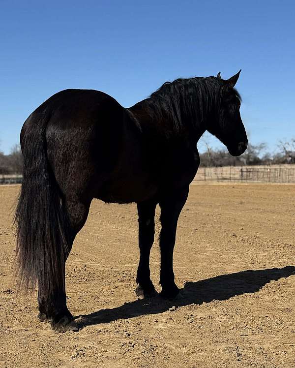 driving-draft-horse