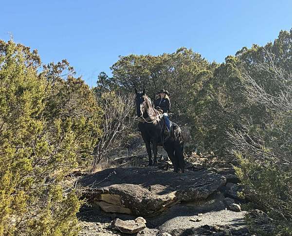endurance-draft-horse