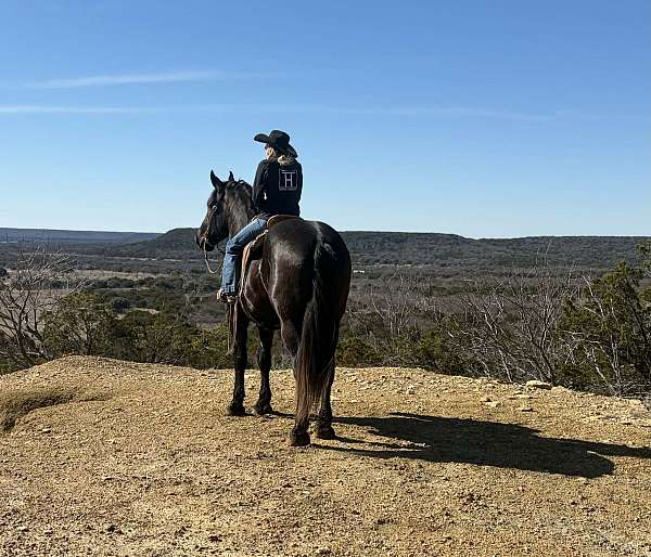 husband-safe-draft-horse