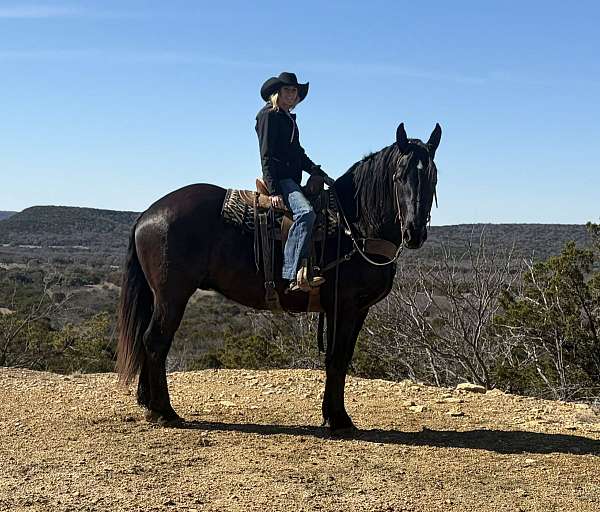 jumping-draft-horse