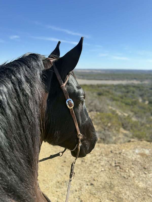 kid-safe-draft-horse