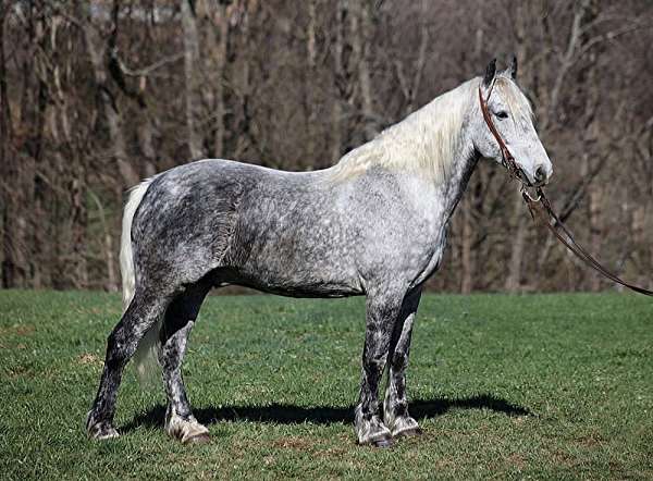 all-around-draft-horse