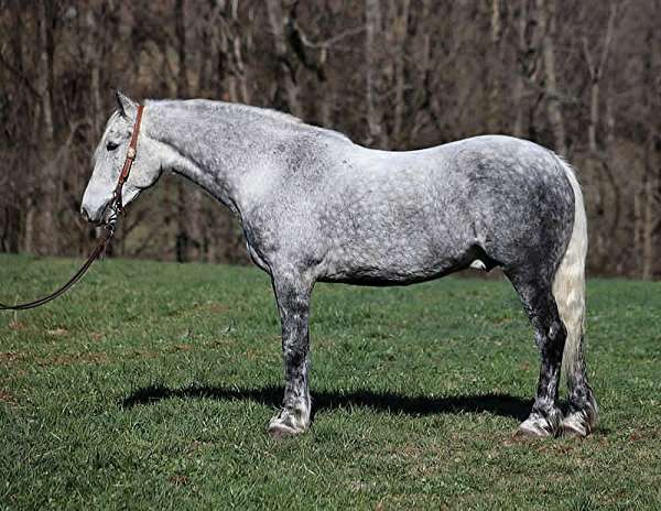 athletic-draft-horse