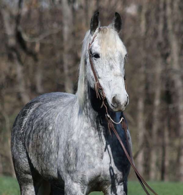 beginner-draft-horse