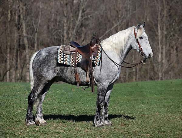 cross-draft-horse