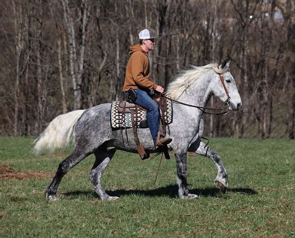 dappled-draft-horse