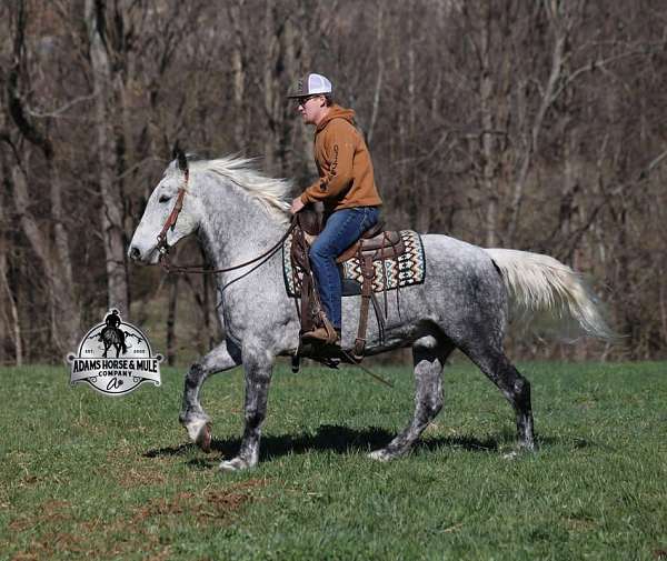 draft-horse