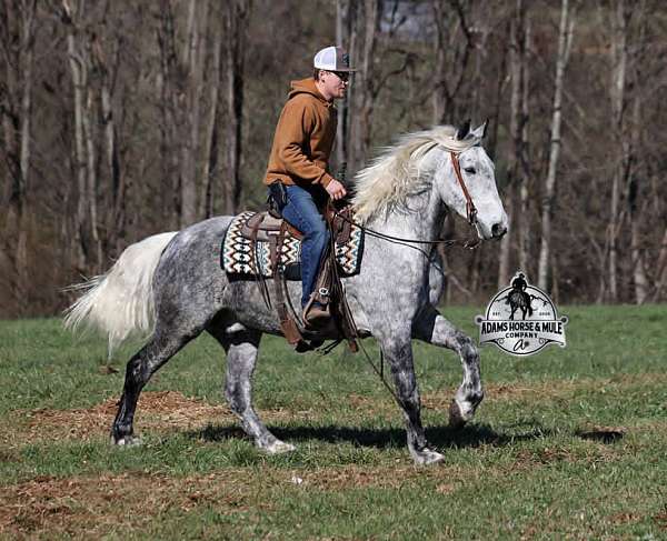 performance-draft-horse