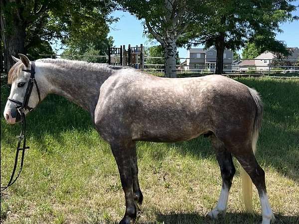 all-around-welsh-pony