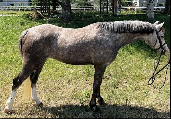 athletic-welsh-pony