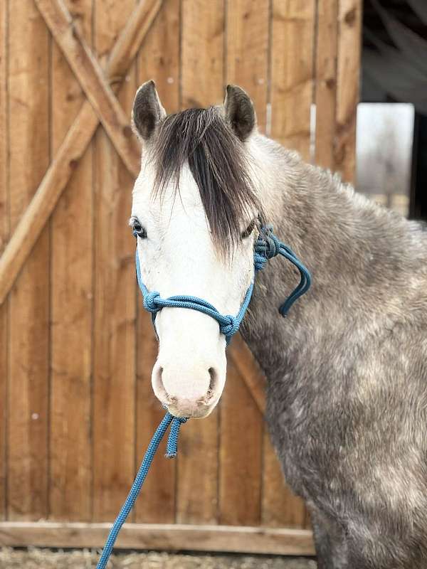 beginner-welsh-pony