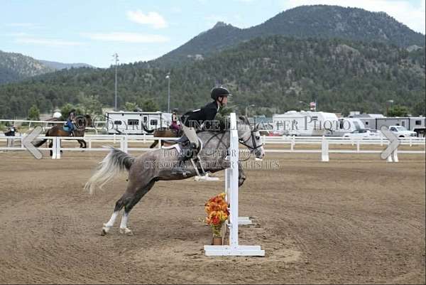 blue-eyed-welsh-pony