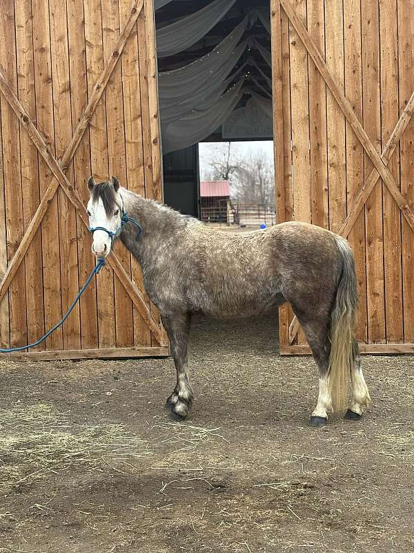 dappled-welsh-pony