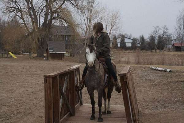 driving-welsh-pony