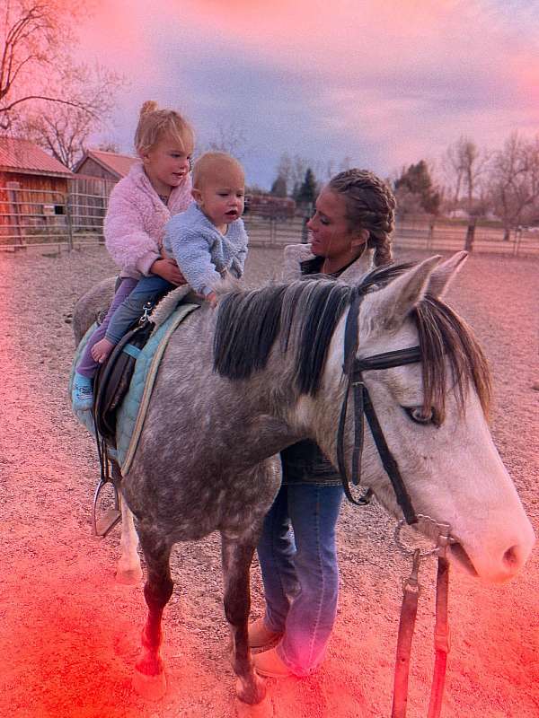 endurance-welsh-pony