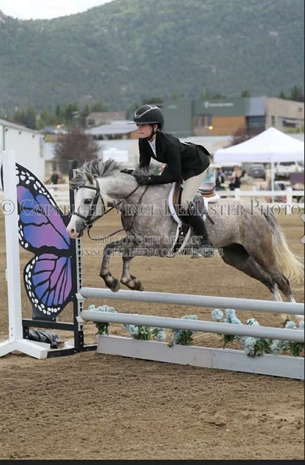 english-pleasure-welsh-pony