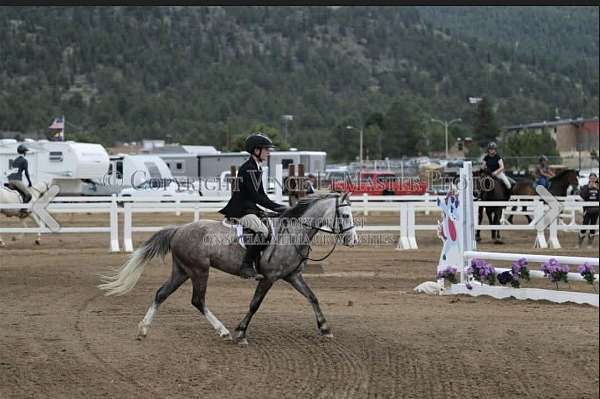 equitation-welsh-pony