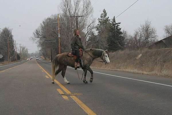 experienced-welsh-pony