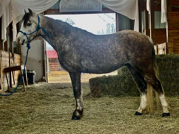 jumper-welsh-pony