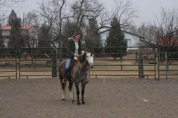 kid-safe-welsh-pony