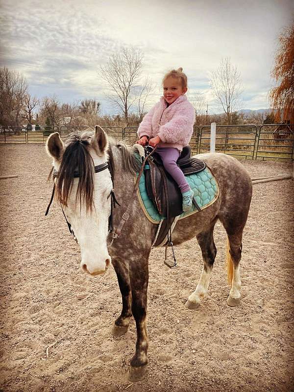 ranch-welsh-pony
