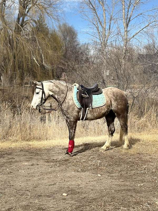ridden-english-welsh-pony