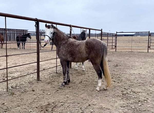 jumping-welsh-pony