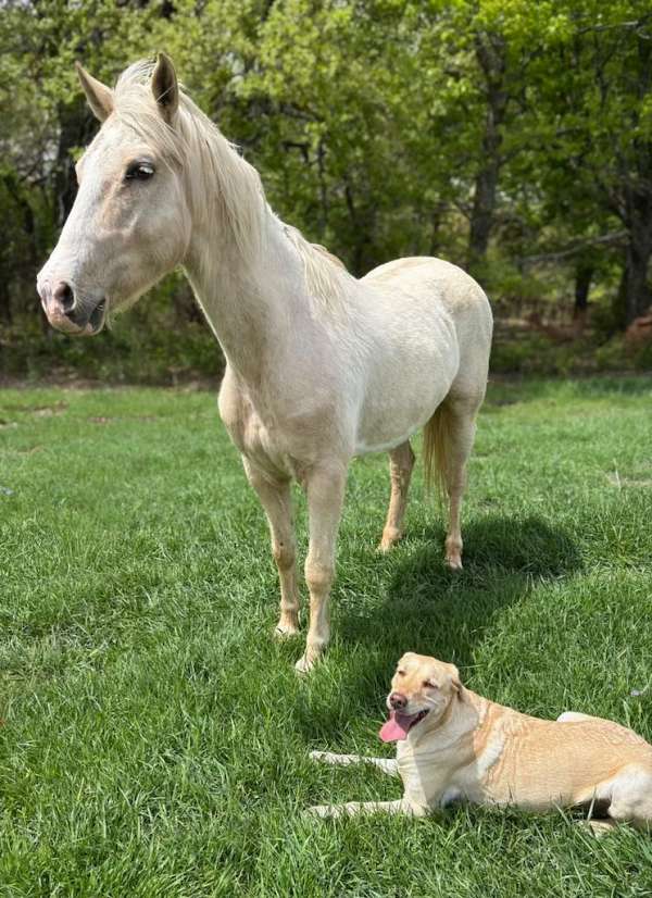 athletic-paint-horse