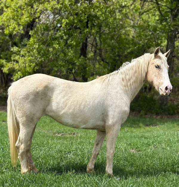 overo-classical-horse