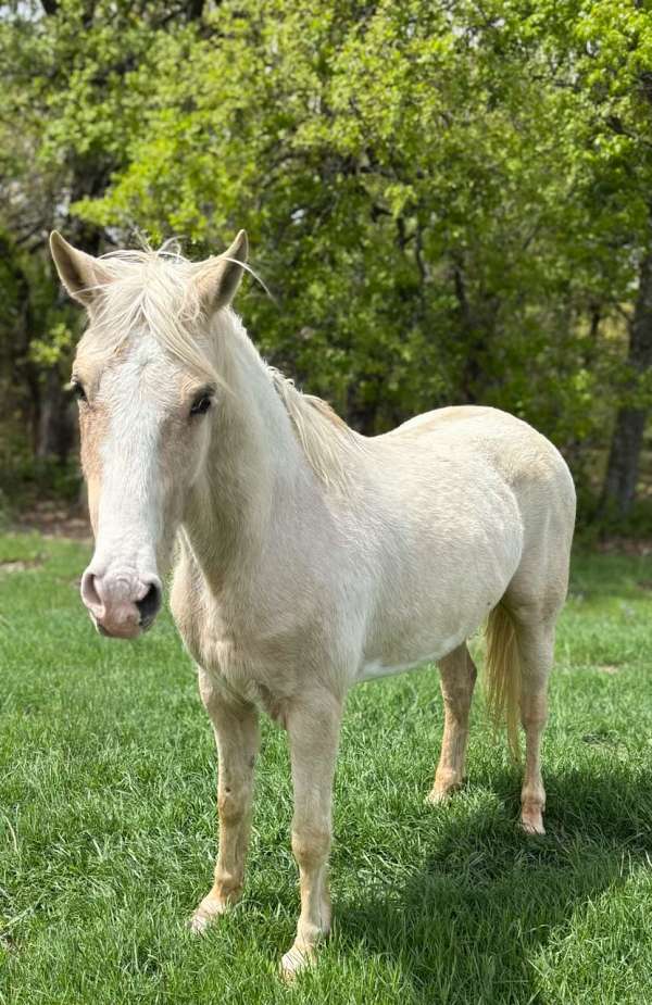 all-around-paint-horse
