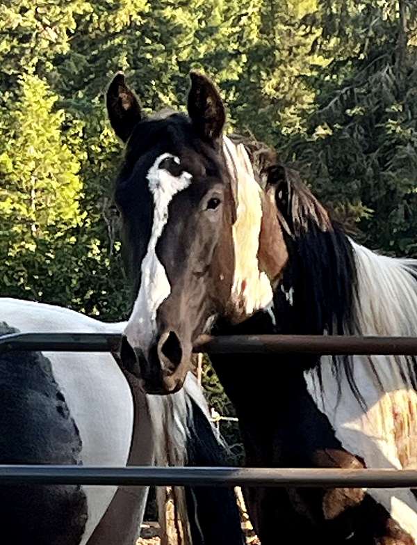 tobiano-horse