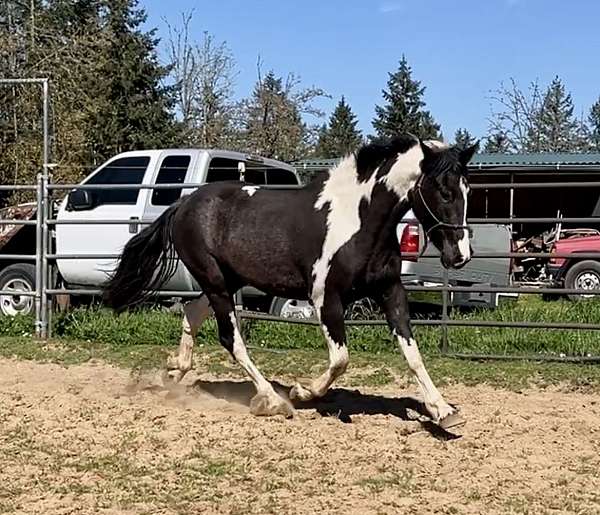 black-tobiano-horse