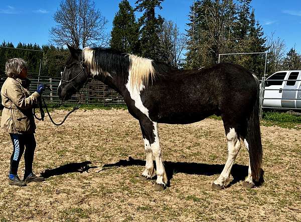 clydesdale-warmblood-horse