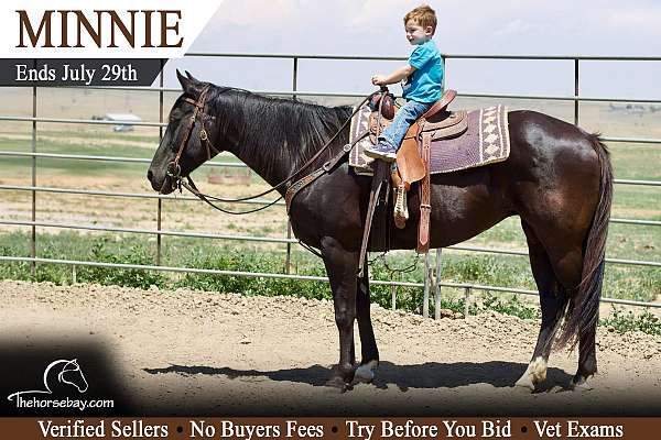 buckskin-blaze-tobiano-horse