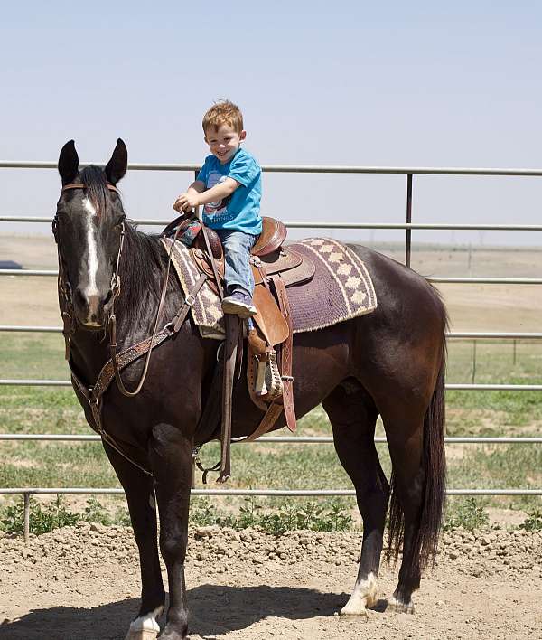 buckskin-shr-horse